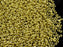 20 g 10/0 Seed Beads Preciosa Ornela, Light Gold Metallic, Czech Glass