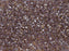 Delica Beads Cut 11/0, Sparkling Light Amethyst Lined Topaz, Miyuki Japanese Beads