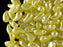 20 pcs 2-hole ZoliDuo® Left Pressed Beads, 5x8mm, Pastel Yellow, Czech Glass
