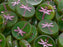 Dragonfly Coin Beads 17 mm, Olive Travertine with Fuchsia Decor, Czech Glass